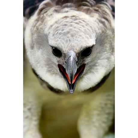 Harpy-eagle