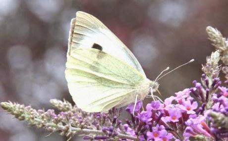 ALAS DE MARIPOSAEl sueño de mi niño es torbellinode sában...