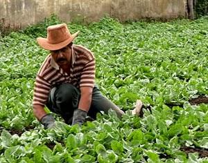 Se habla de apropiaciones ilícitas, falsas planillas, etc. ESCANDALO REMECE COOPERATIVA AGRARIA LA ESMERALDA