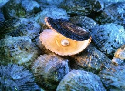 ABURRIRSE COMO UNA OSTRA