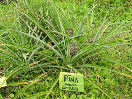 Qué visitar en Arenal, la región del gran volcán de Costa Rica