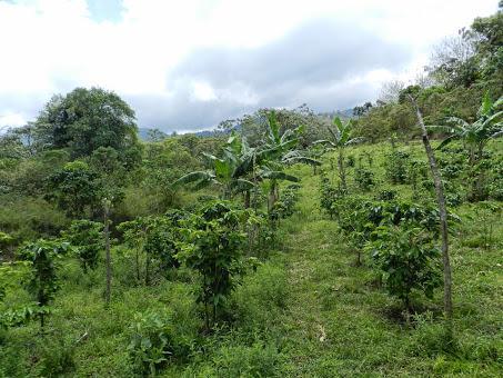 Qué visitar en Arenal, la región del gran volcán de Costa Rica