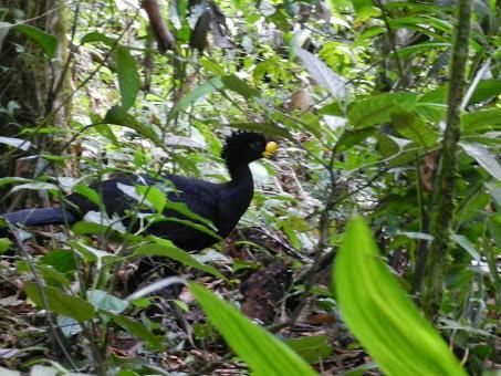 Qué visitar en Arenal, la región del gran volcán de Costa Rica