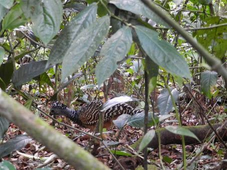 Qué visitar en Arenal, la región del gran volcán de Costa Rica