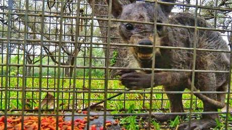 X-Men Days of Future Past y el CHUPACABRAS