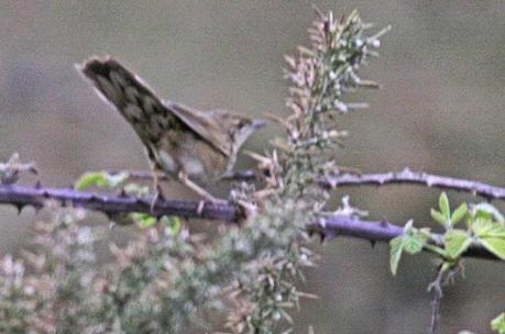 Para buscarla, mejor al alba o al ocaso
