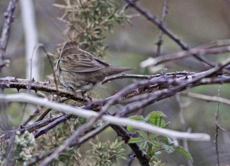 Para buscarla, mejor al alba o al ocaso