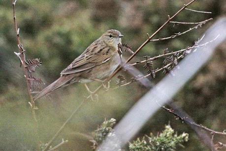 Para buscarla, mejor al alba o al ocaso
