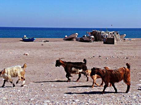 La Costa de Sharqiyah: de Qurayat a Al-Ashkarah