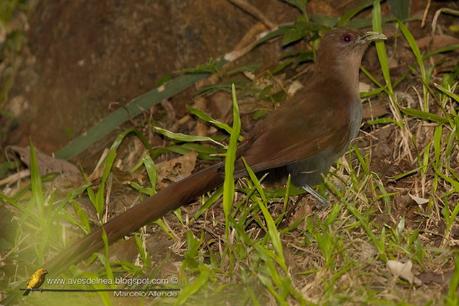 Tingazú (Squirrel cuckoo) Piaya cayana
