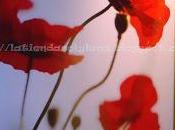 Taller Amapola