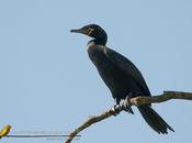 Biguá (Neotropic Cormorant) Phalacrocorax brasilianus