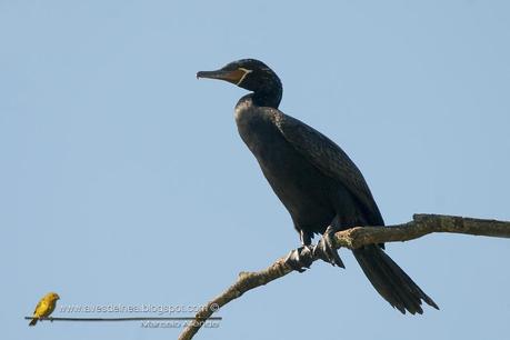 Biguá (Neotropic Cormorant) Phalacrocorax brasilianus
