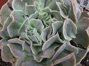 Echeveria Swan Lake