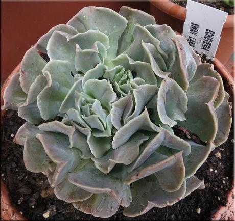 Echeveria Swan Lake