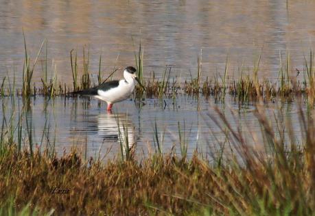 ENTRE CHARCAS Y COLEGIOS