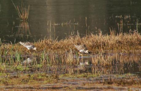 ENTRE CHARCAS Y COLEGIOS