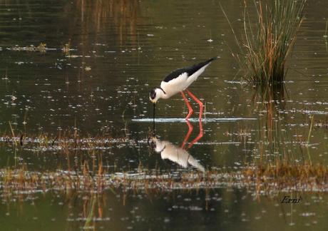ENTRE CHARCAS Y COLEGIOS