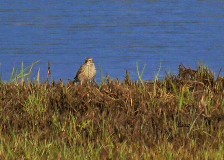 ENTRE CHARCAS Y COLEGIOS