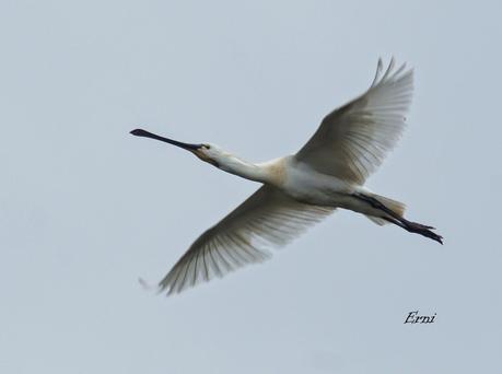 ENTRE CHARCAS Y COLEGIOS