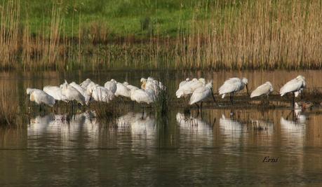 ENTRE CHARCAS Y COLEGIOS