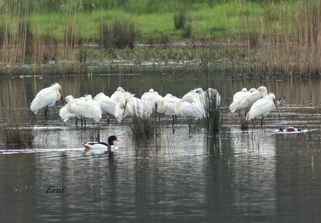 ENTRE CHARCAS Y COLEGIOS