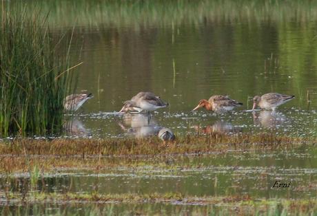 ENTRE CHARCAS Y COLEGIOS