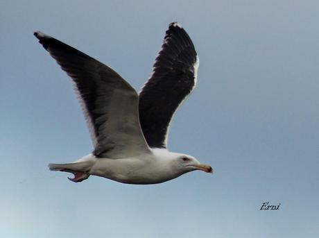 ENTRE CHARCAS Y COLEGIOS