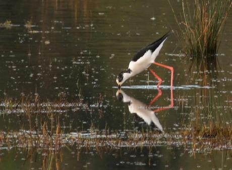 ENTRE CHARCAS Y COLEGIOS