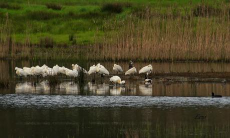 ENTRE CHARCAS Y COLEGIOS