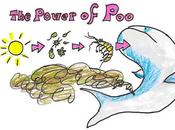 poder caca: historia ballenas