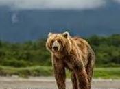 Bears: Osos