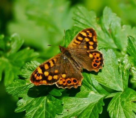 Mariposas, poco a poco
