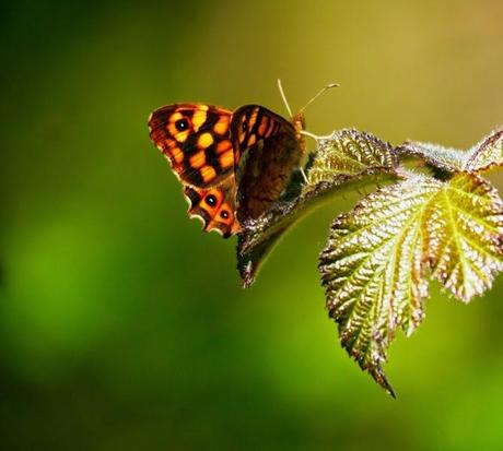Mariposas, poco a poco
