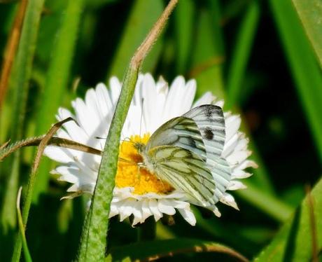 Mariposas, poco a poco