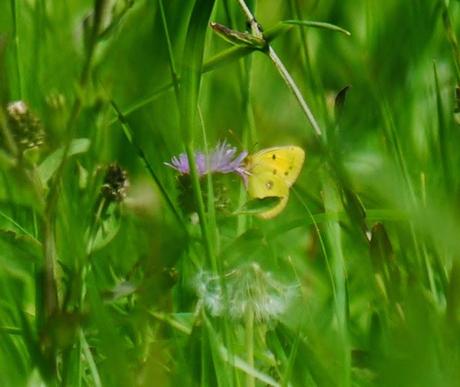 Mariposas, poco a poco
