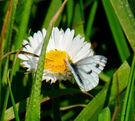 Mariposas, poco a poco