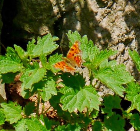 Mariposas, poco a poco
