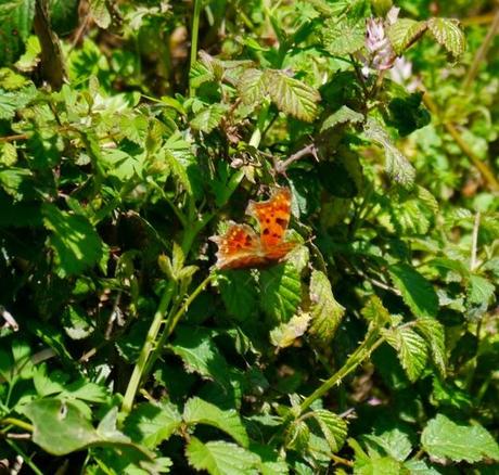 Mariposas, poco a poco