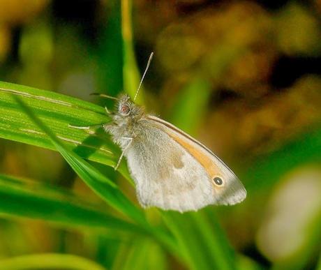 Mariposas, poco a poco