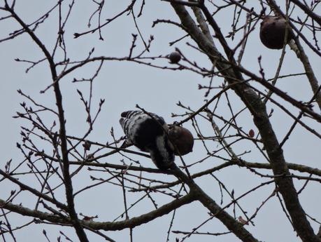 Paseo por la Sierra Norte después de las lluvias (Sevilla) - Walk in the Sierra Norte after the rains (Seville, Southern Spain)
