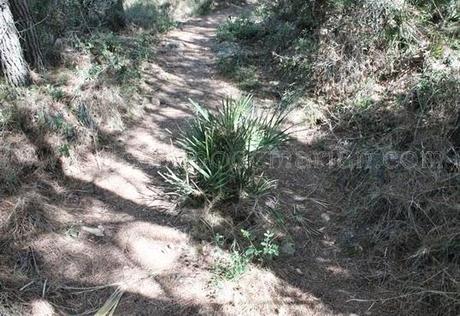 Desierto de las Palmas, paraje natural de soledad y silencio