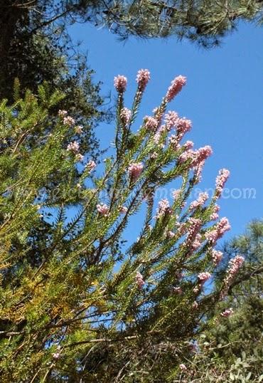 Desierto de las Palmas, paraje natural de soledad y silencio