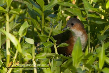 Burrito común (Rufous-side Crake) Laterallus melanophaius