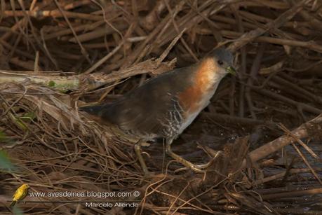 Burrito común (Rufous-side Crake) Laterallus melanophaius