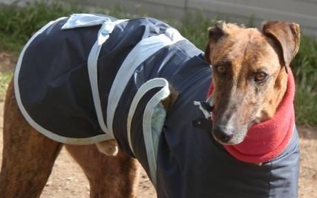CAIRO, Galgo en adopción.