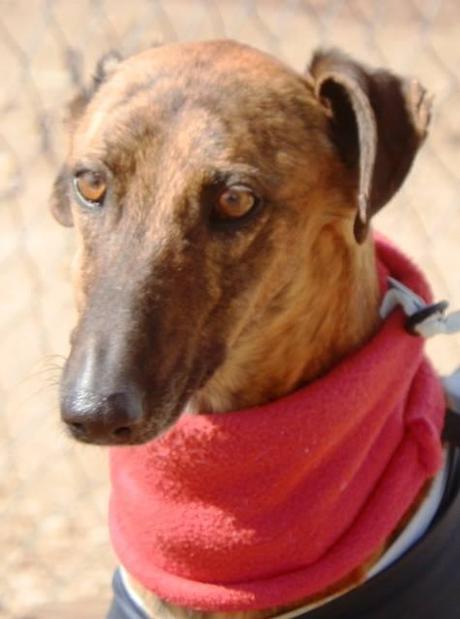CAIRO, Galgo en adopción.