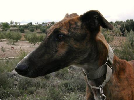 NESS EN ACOGIDA O ADOPCIÓN. (MADRID)