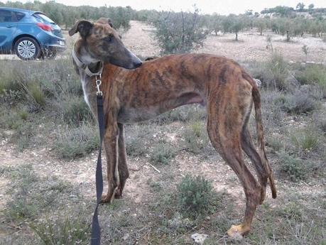 NESS EN ACOGIDA O ADOPCIÓN. (MADRID)