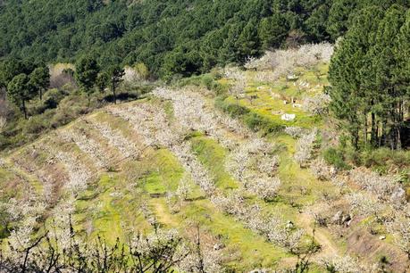 Ruta del Cerezo en Flor 2014. El Hornillo, Ávila
